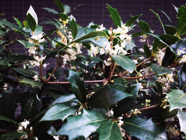 鬼門の玄関に植えたオニヒイラギのお花がとても上品で良い香り 11月 Photo Daynight