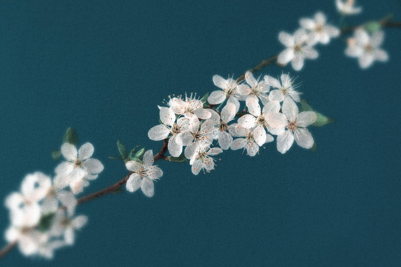 花も実も楽しめる一石二鳥のユスラウメ 庭に地植えの成長記録を紹介 Photo Daynight